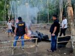 Sabung Ayam